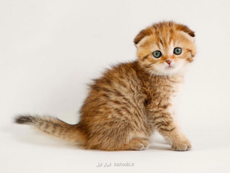 خرید گربه اسكاتیش