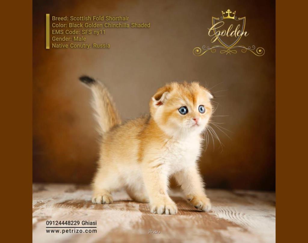 گربه اسكاتیش سفید