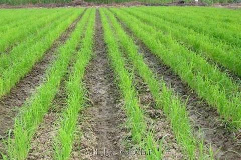 عرضه گزارش كشت غیرمجاز برنج به هیات دولت