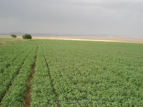 عرضه الگوریتمی برای شناسایی یونجه در تصاویر ماهواره ای، برآورد میزان كشت سیب زمینی