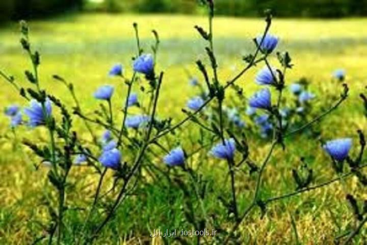 محافظت از گیاهان با كمك نانوذرات نباتی